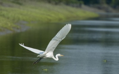 6 Days: 3 Days Mangrove Forest with 3 Days of Culture Trip in Bangladesh (DV-10)