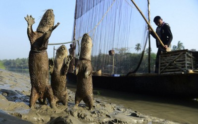 The Secret Culture – Otter Fishing in Bangladesh