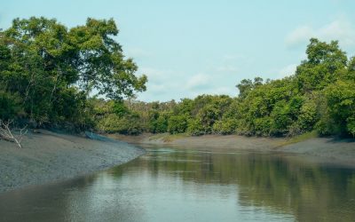 Explore UNESCO World Heritage site and mangrove forest in Bangladesh (DV-10)